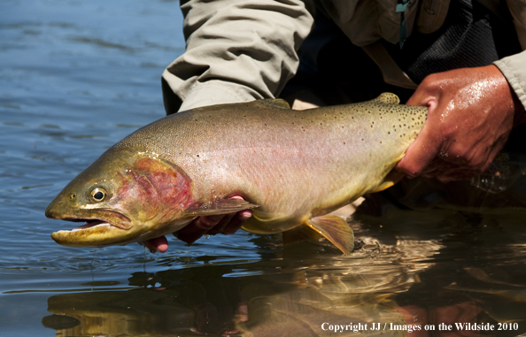 Cutthroat Trout in habitat. 