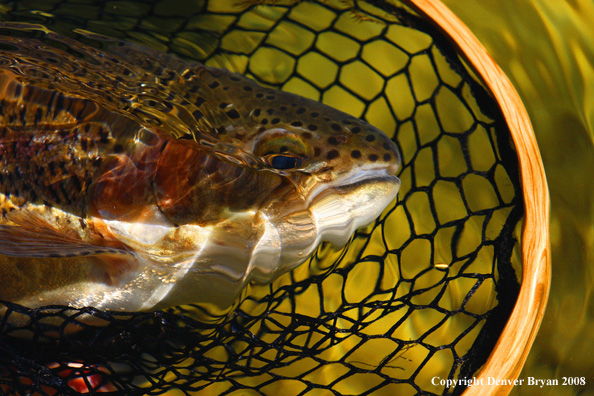 Rainbow trout underwater