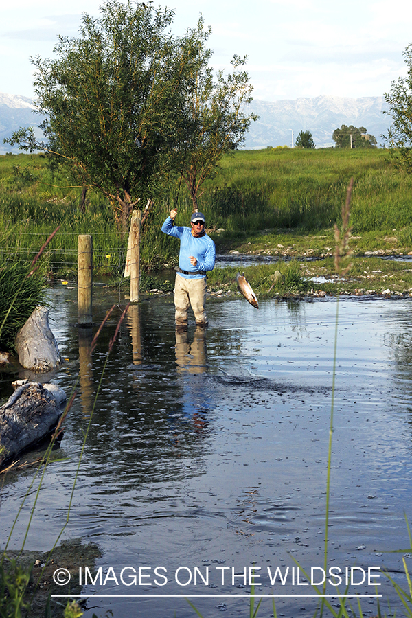 Fisherman fighting jumping rainbow trout.