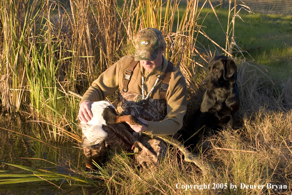 Duck hunter and Labrador Retriever at edge of marsh with bagged canvasback drake.