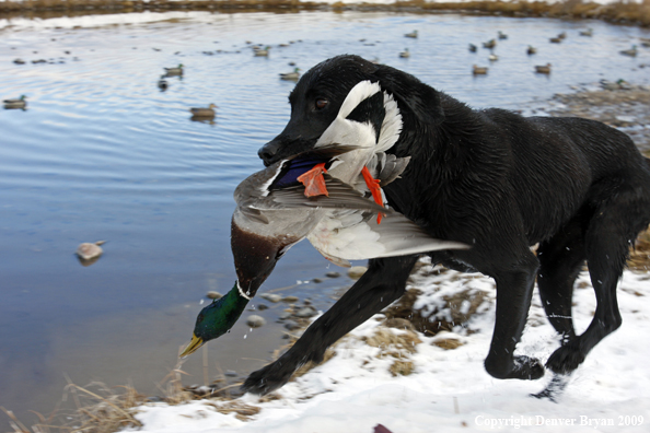 Water fowl hunting.