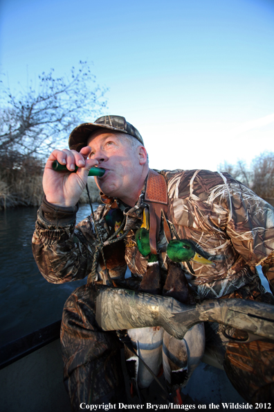 Duck hunter calling mallards. 