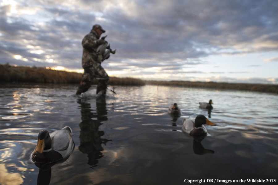 Waterfowl hunter picking up decoys.