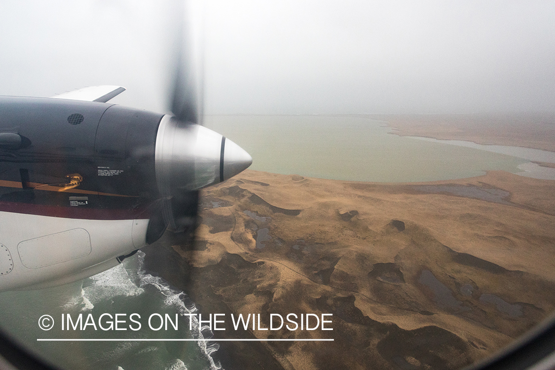 King Eider and Long-tailed duck hunting in Alaska, aerial view.