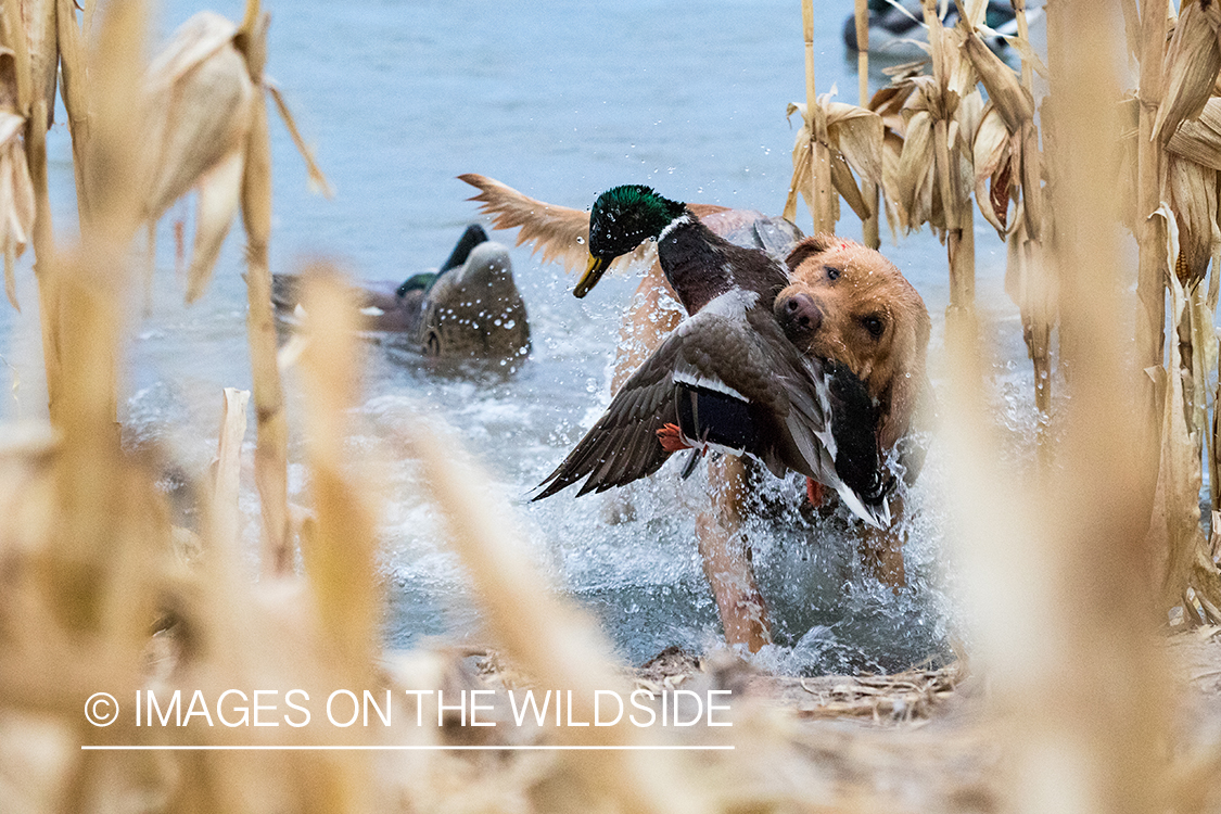 Yellow Lab retrieving bagged duck.