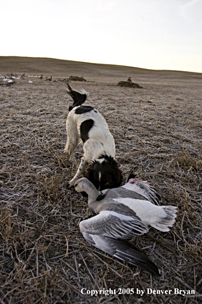 Springer Spaniel retrieving snow goose.