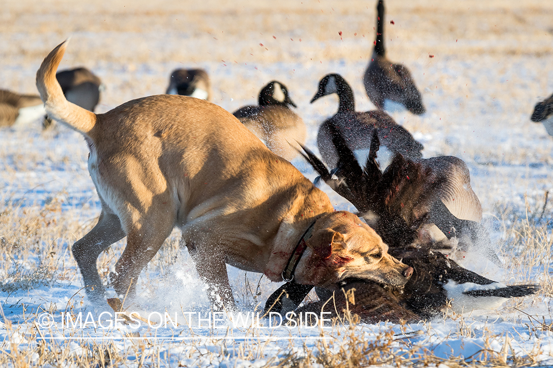 Lab retrieving Canada goose.