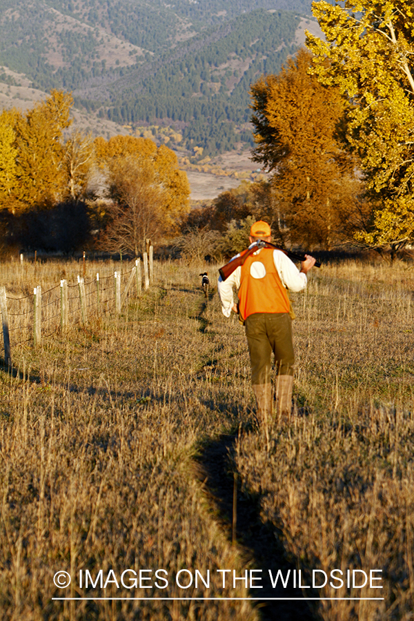 Upland game bird hunter in field with Griffon Pointer.