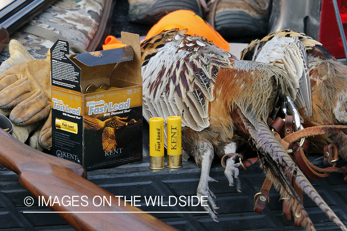 Bagged pheasant in back of pick-up.