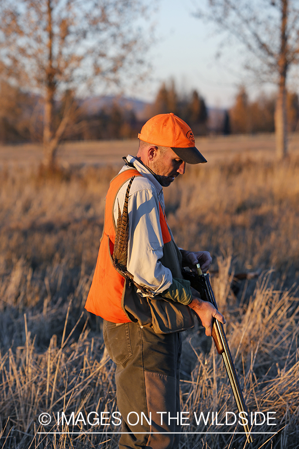 Pheasant hunter in field.