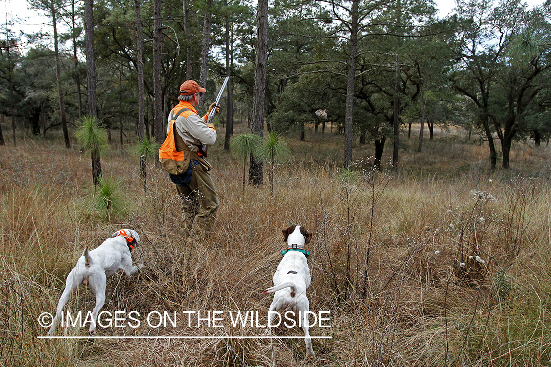 Bobwhite quail hunter shooting at flushing bobwhite quail.