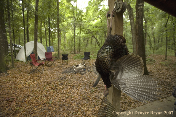 Eastern turkey bagged and hanging in camp