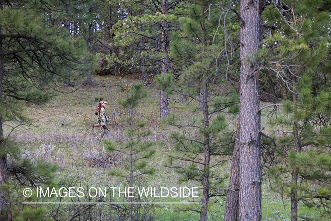 Women hunter setting turkey decoy.