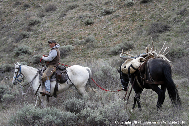 Big Game Hunter searching for drop sheds on horseback