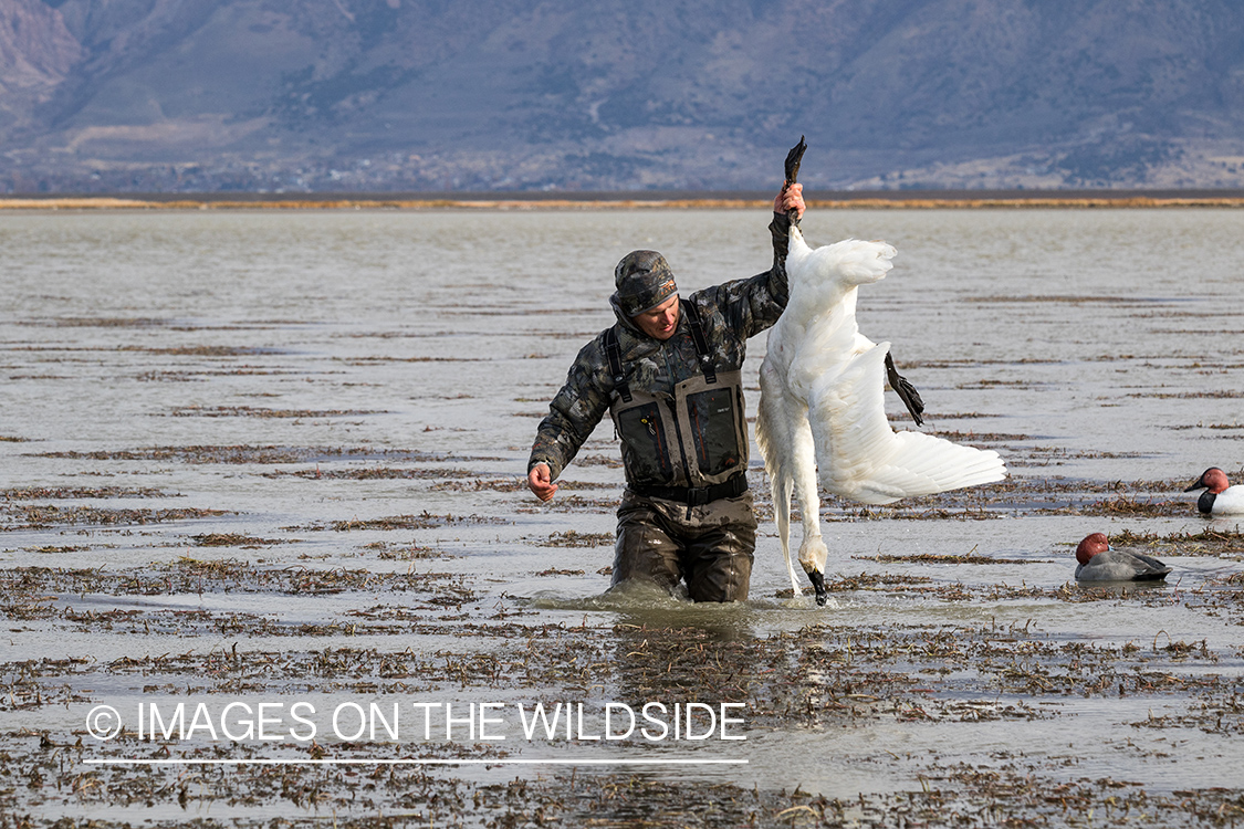 Bagged Tundra Swan.