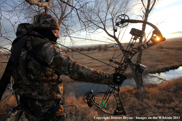 Bowhunter taking aim from tree stand. 