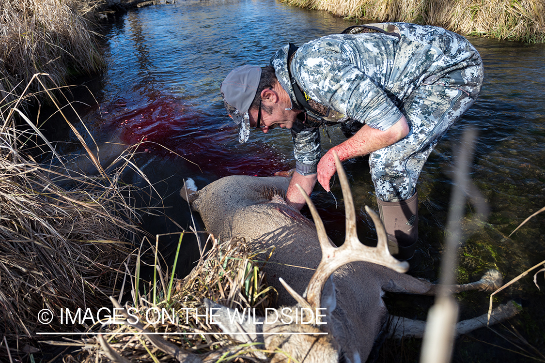 Bow hunter washing out field dressed white-tailed deer.