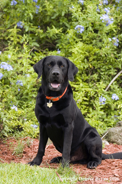 Black Labrador Retriever. 