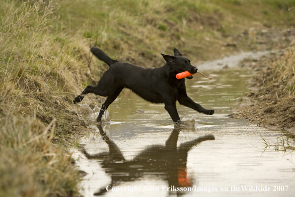 Black Labrador Retriever