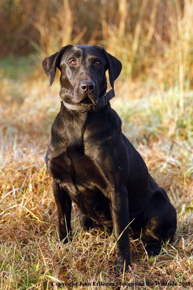 Black Labrador Retriever in field