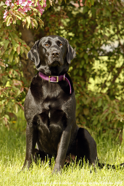 Black Labrador Retriever 