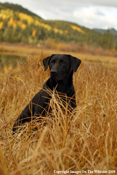 Black Labrador Retriever