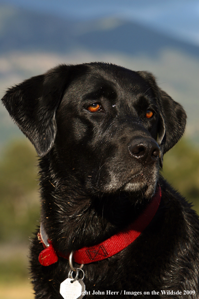 Black Labrador Retriever in field