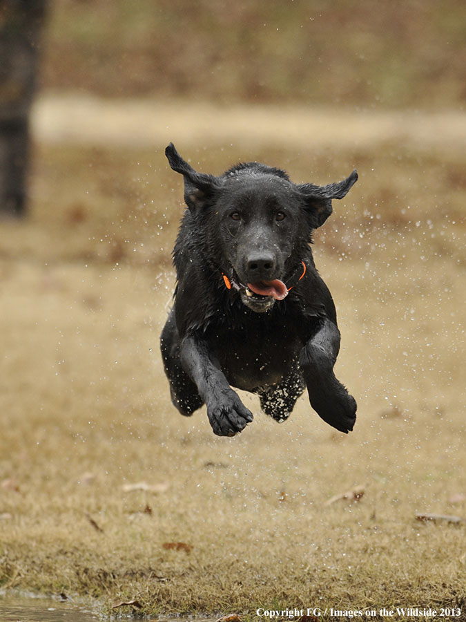 Black Labrador Retriever 