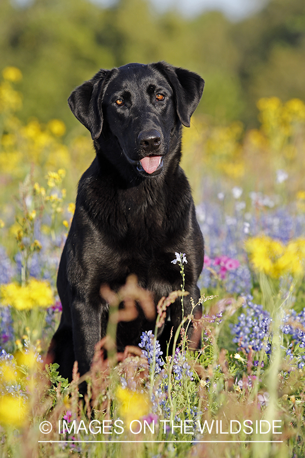 Black labrador retriever in field of wildflowers.