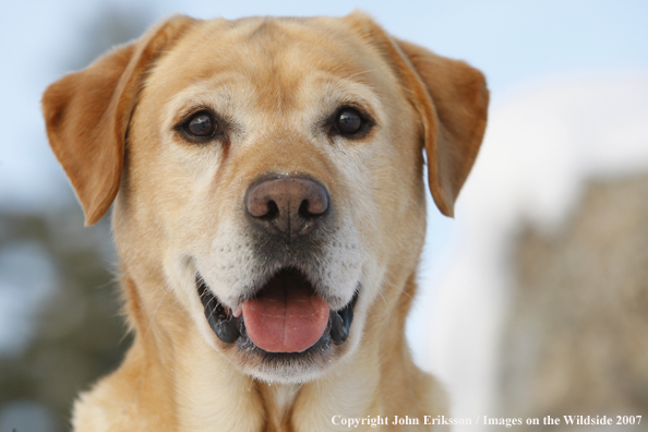 Yellow Labrador Retriever in field