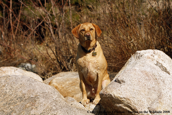 Yellow Labrador Retriever in field