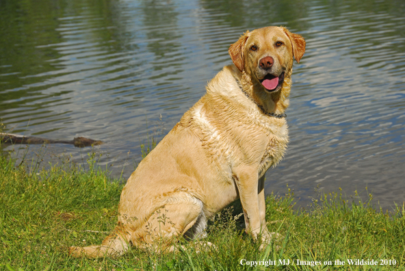 Yellow Labrador Retriever