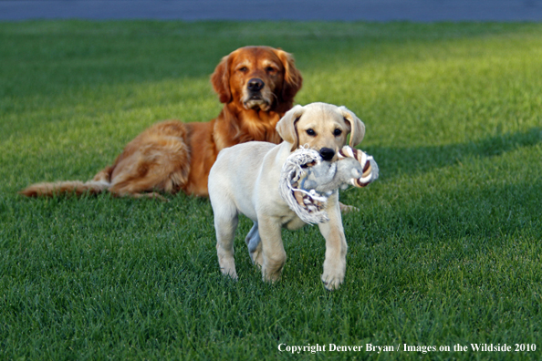 Yellow Labrador Retriever Puppy with toy