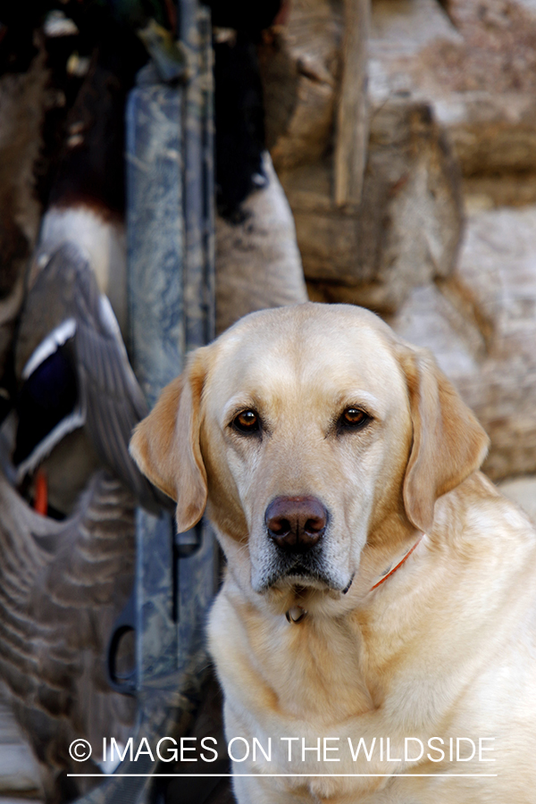 Yellow Labrador Retrievers with bagged mallards.