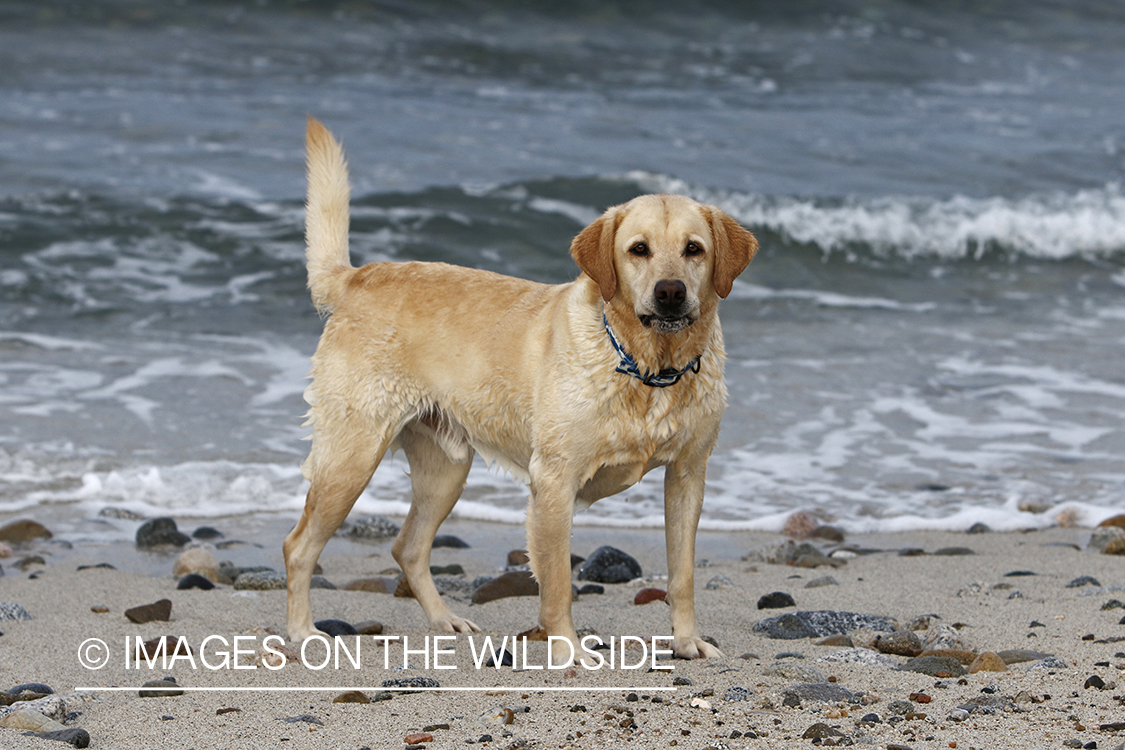 Yellow lab playing in the ocean.