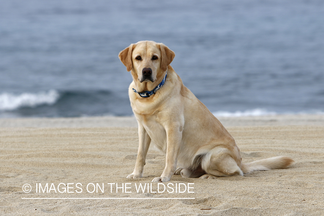 Yellow lab in front of ocean.