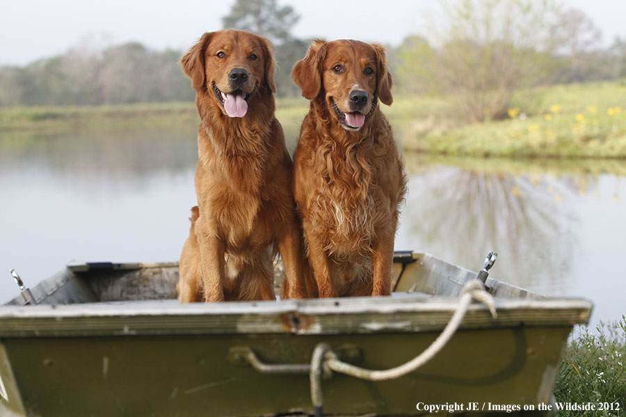 Golden Retrievers.