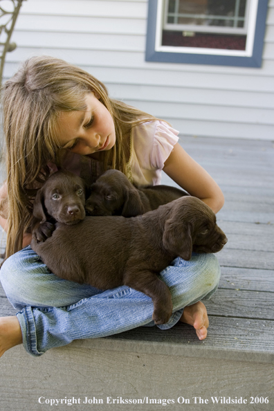 Chocolate Labrador Retriever puppies with little girl.