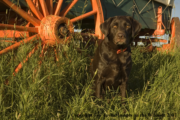 Chocolate labrador