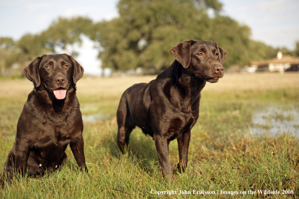 Chocolate Labrador Retrievers in field