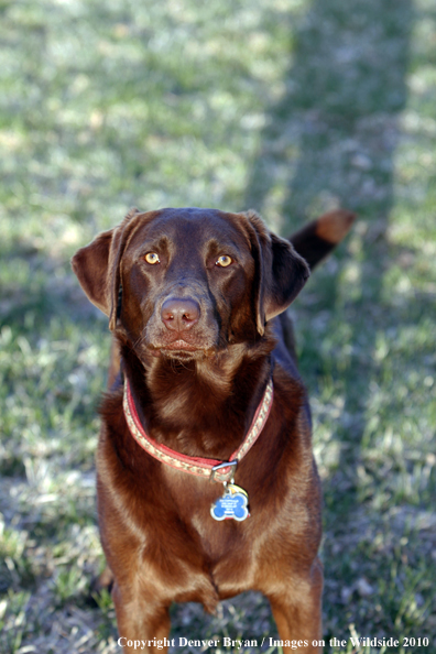 Chocolate Labrador Retriever