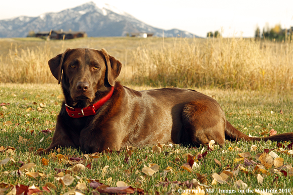 Chocolate Labrador Retriever