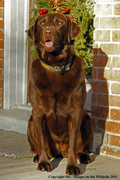 Chocolate Labrador Retriever on porch