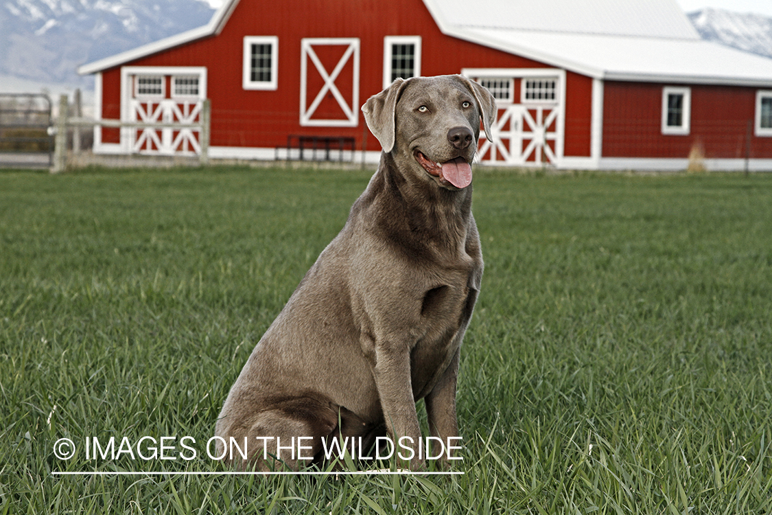 Chocolate (Silver) Labrador Retriever