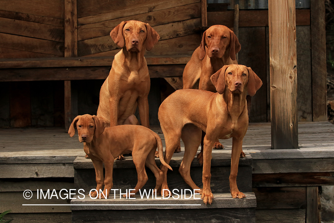 Vizslas on deck. 