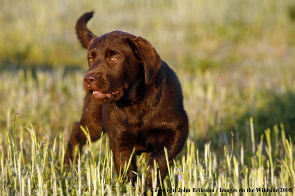 Chocolate Labrador Retriever puppy in field