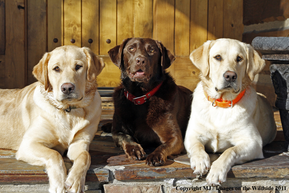 Yellow Labrador Retrievers and Chocolate Labrador Retriever 