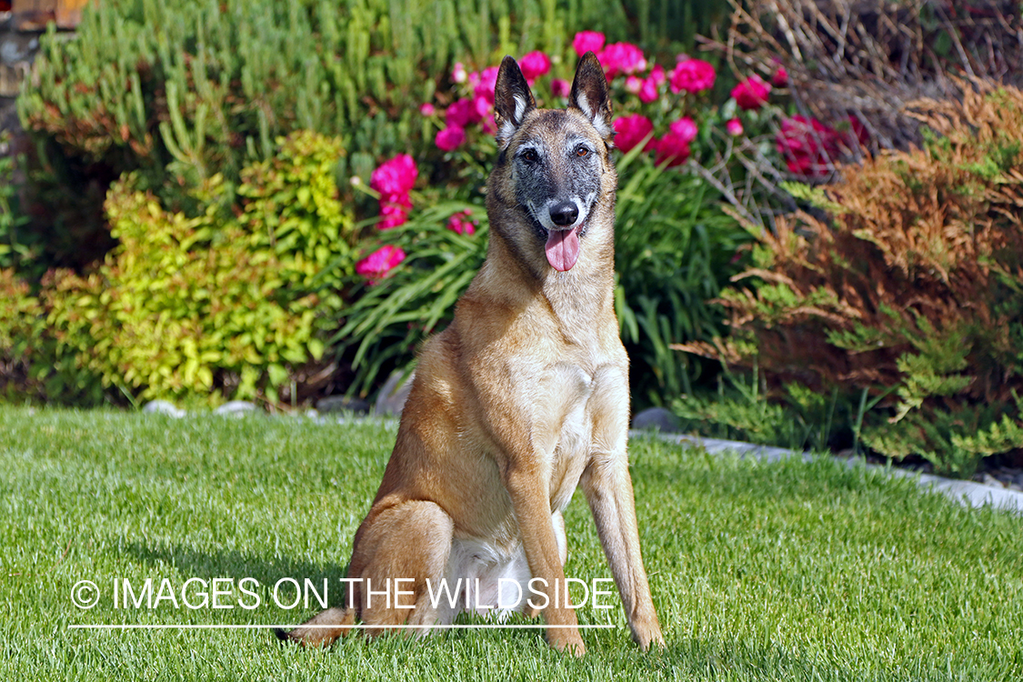 Belgian Shepard Malinois in the garden.