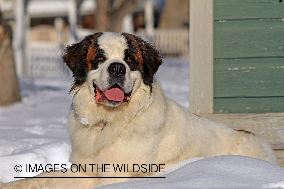 St. Bernard in field.