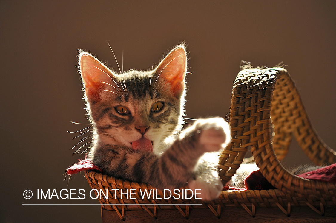 Kitten bathing and laying in a basket.